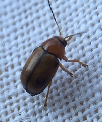 Cryptocephalus pusillus