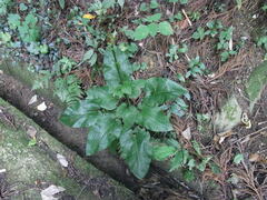 Cardiocrinum cordatum