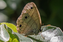 Megisto cymela cymela