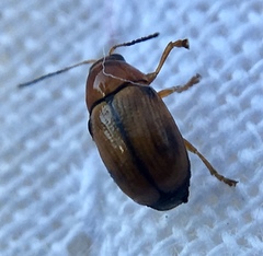 Cryptocephalus pusillus