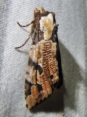 Stibaera thyatiroides