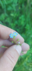 Myosotis cespitosa