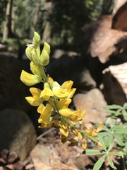 Lupinus croceus