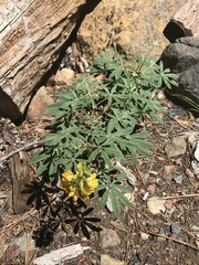 Lupinus croceus