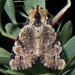 Stibaera thyatiroides