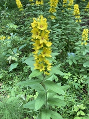 Lysimachia punctata
