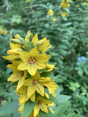Lysimachia punctata