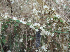 Cuscuta epithymum
