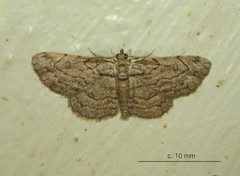 Orbamia octomaculata