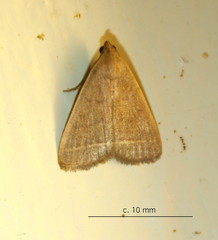 Simplicia extinctalis