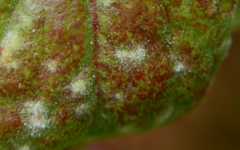 Podosphaera epilobii