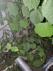 Alangium platanifolium