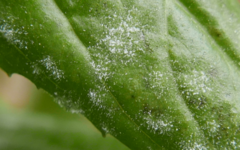 Podosphaera epilobii