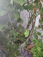 Alangium platanifolium