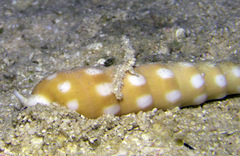 Terebra guttata