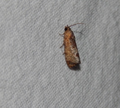 Cryptophlebia peltastica