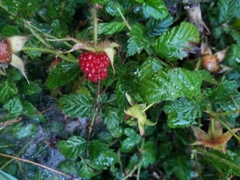 Rubus pungens oldhamii