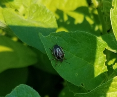 Perillus circumcinctus