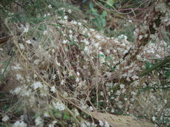 Cuscuta epithymum