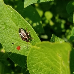 Perillus circumcinctus