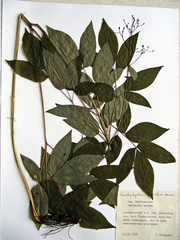 Caulophyllum robustum