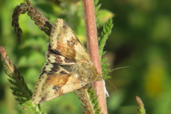 Heliothis adaucta