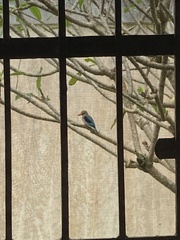 Halcyon senegalensis