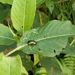 Callistethus auronitens