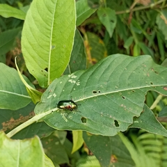 Callistethus auronitens
