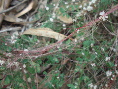 Cuscuta epithymum