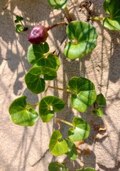 Calystegia soldanella