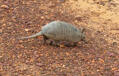 Dasypus septemcinctus
