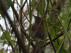 Synallaxis albescens