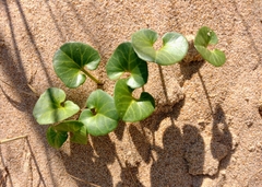 Calystegia soldanella