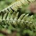 Common Polypody - Photo (c) Norbert Sauberer, some rights reserved (CC BY-NC), uploaded by Norbert Sauberer