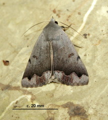 Ophiusa dianaris