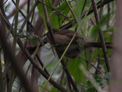 Synallaxis albescens