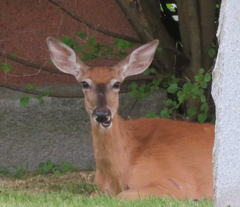 Odocoileus virginianus