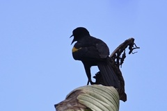 Icterus cayanensis cayanensis