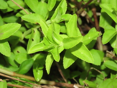 Limnophila aromatica