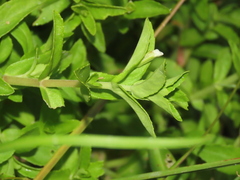 Limnophila aromatica
