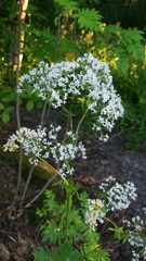 Valeriana officinalis sambucifolia