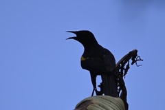 Icterus cayanensis cayanensis