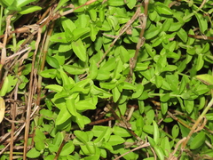 Limnophila aromatica