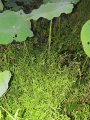 Limnophila aromatica