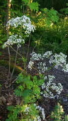 Valeriana officinalis sambucifolia
