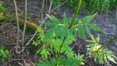 Valeriana officinalis sambucifolia
