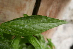 Podosphaera epilobii