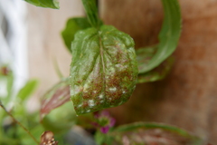 Podosphaera epilobii