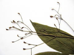 Caulophyllum robustum